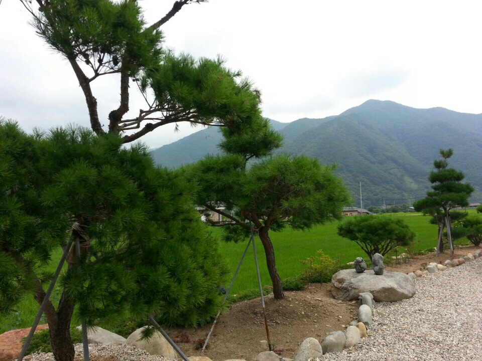 video Image